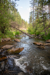 Mountain Stream Flowing Through Rocky Pine Forest Landscape