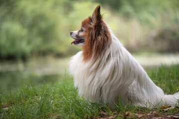 Portrait of a beautiful purebred papillon dog in a summer park.