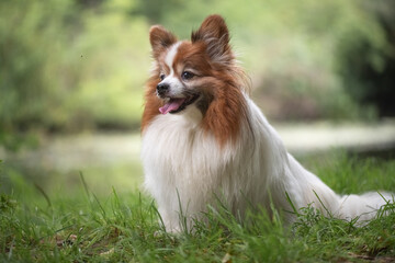 Portrait of a beautiful purebred papillon dog in a summer park.