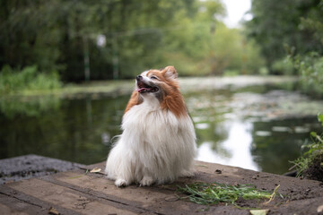 Portrait of a beautiful purebred papillon dog in a summer park.