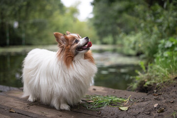 Portrait of a beautiful purebred papillon dog in a summer park.