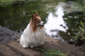 Portrait of a beautiful purebred papillon dog in a summer park.