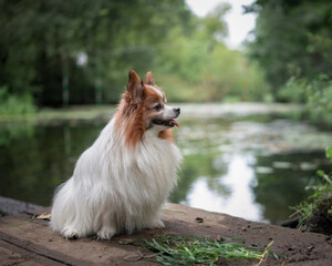 Portrait of a beautiful purebred papillon dog in a summer park.
