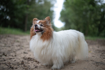 Portrait of a beautiful purebred papillon dog in a summer park.