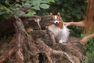 Portrait of a beautiful purebred papillon dog in a summer park.