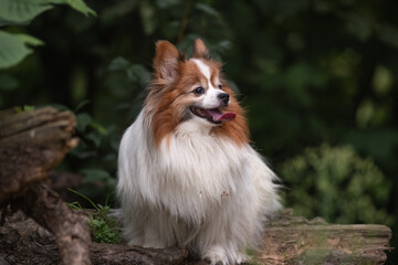 Portrait of a beautiful purebred papillon dog in a summer park.