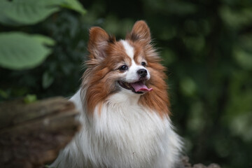 Portrait of a beautiful purebred papillon dog in a summer park.
