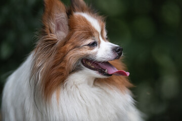 Portrait of a beautiful purebred papillon dog in a summer park.