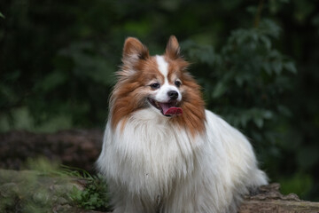 Portrait of a beautiful purebred papillon dog in a summer park.