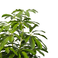 Heptapleurum heptaphyllum Plant PNG isolated on Transparent background. Araliaceae plant isolated on Transparent background. Plant leaves isolated. decorative house plant isolated on white background.