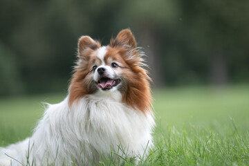 Portrait of a beautiful purebred papillon dog in a summer park.