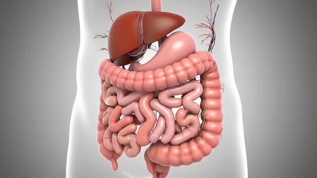 Digestive system anatomy illustration
