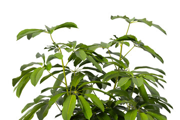 Heptapleurum heptaphyllum Plant PNG isolated on Transparent background. Araliaceae plant isolated on Transparent background. Plant leaves isolated. decorative house plant isolated on white background.