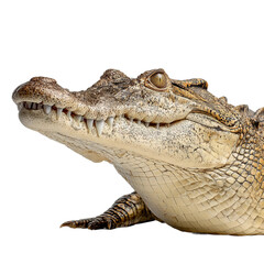 Fototapeta premium Crocodile Portrait: A close-up of a crocodile's head, showcasing its rough textured skin, sharp teeth, and intense gaze against a clear background.