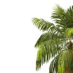 Howea forsteriana palm tree isolated on transparent background PNG. Kentia palm PNG, thatch palm PNG or palms court palms. palm leaves PNG isolated on transparent background.