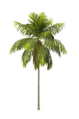 Howea forsteriana palm tree isolated on transparent background PNG. Kentia palm PNG, thatch palm PNG or palms court palms. palm leaves PNG isolated on transparent background.