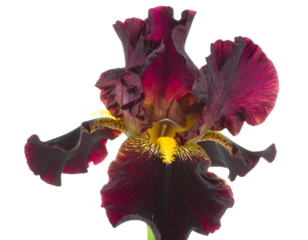 carnival mask isolated on white