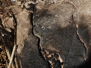 Close-up of weathered and charred tree trunk texture with deep cracks and natural patterns, showing detailed wood grain and rough surface.
