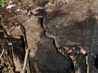 Close-up of weathered, dark tree trunk texture with intricate cracks and rich, organic details, showcasing nature's decay.