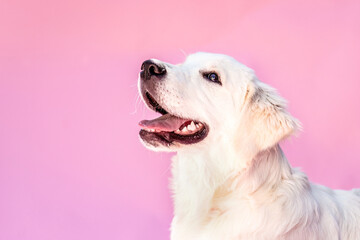 A Golden Retriever puppy posing in studio with playful expressions