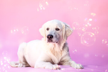 A Golden Retriever puppy posing in studio with playful expressions