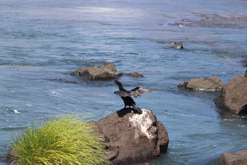 Neotropic Cormorant