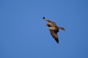 Black Kite (Milvus migrans) Flying in Clear Blue Sky Over Kyoto, Japan