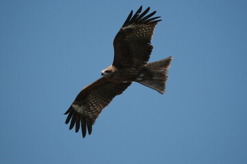 Graceful Black Kite (Milvus migrans) Gliding in Blue Sky Over Kyoto, Japan