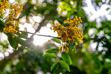 The flowers are in full bloom, and the sunlight filtering through the leaves creates a beautiful bokeh effect on the flowers (Pterocarpus macrocarpus) or 