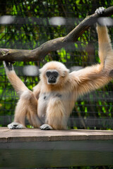 White-Handed Gibbon at the zoo