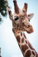 Obraz premium giraffe in zoo