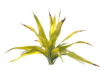 Golden Crinum Plant isolated on transparent background PNG. Golden Crinum Plant leaves isolated on white background. decorative house plant PNG isolated on Transparent background.