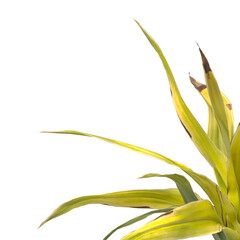 Golden Crinum Plant isolated on transparent background PNG. Golden Crinum Plant leaves isolated on white background. decorative house plant PNG isolated on Transparent background.