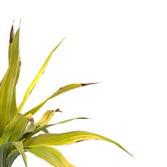 Golden Crinum Plant isolated on transparent background PNG. Golden Crinum Plant leaves isolated on white background. decorative house plant PNG isolated on Transparent background.