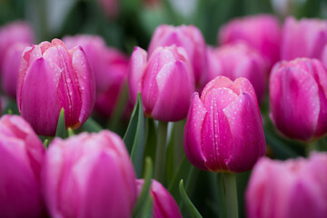 Fresh pinkTulip flowers background with raindrops in the garden.