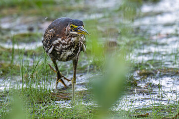 Green heron walking through shallow water towards teh camera.