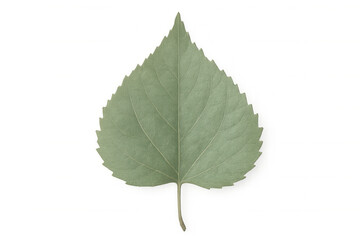 Poplar leaf with transparent background, ideal for graphic projects related to nature, environment, and botany