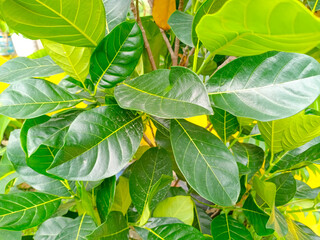 Obraz premium Close-up of jackfruit tree leaves (Artocarpus heterophyllus) or daun nangka in Indonesian. The foliage is glossy with clear veins, vibrant texture and healthy growth