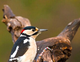 Obraz premium Great Spotted Woodpecker perched on a tree branch in a natural environment