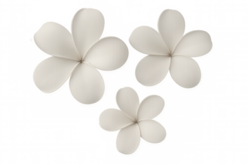 White plumeria blossoms falling against transparent backdrop, rendering realistic 3d floral design for tropical graphics
