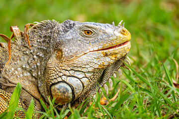 Obraz premium Close-Up of Adult Male Green Iguana Head Showing Detailed Skin Texture