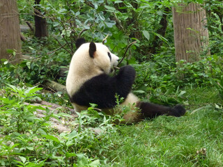 One of the perks of visiting Chengdu, Sichuan province of China, is the opportunity to see many pandas in the research center in that city