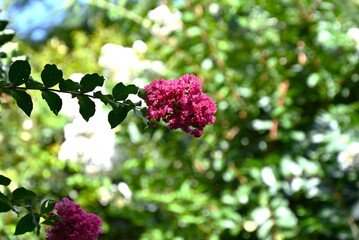 The vivid red flowers of The Crape myrtle are in bloom. Lythraceae deciduous tree. The tree has smooth bark and flowers bloom for a long period from summer to autumn.