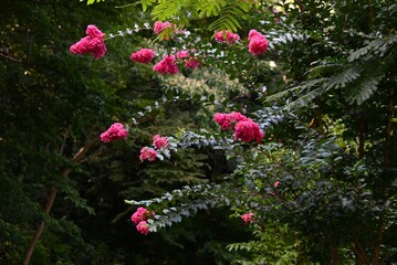 The vivid red flowers of The Crape myrtle are in bloom. Lythraceae deciduous tree. The tree has...