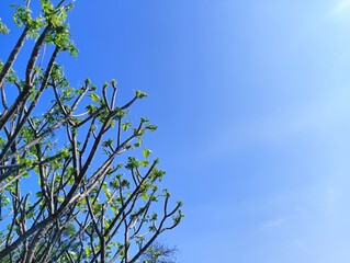 branches of a tree against a clear  blue sky.