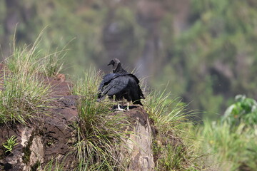 Black Vulture