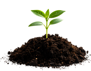 Plant seedling sprouting from soil isolated on transparent background