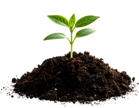 Plant seedling sprouting from soil isolated on transparent background