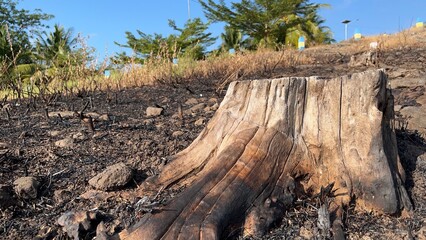 Tree stump on dry burned ground showing environmental damage and deforestation impact in rural...