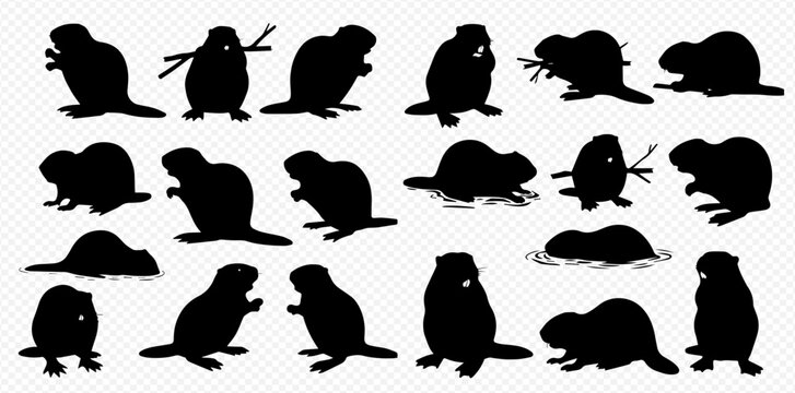 A collection of black beaver silhouettes in various poses, including standing, swimming, and holding branches, isolated on a transparent background.